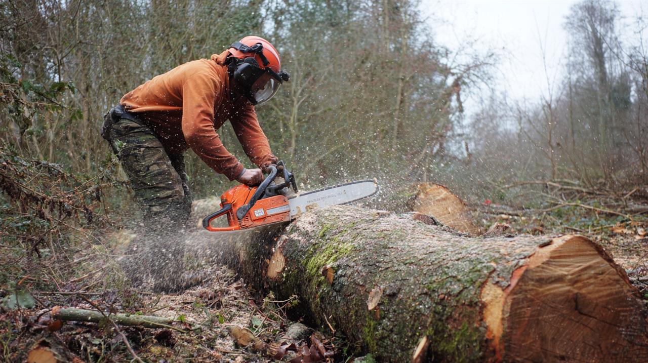 Effektiv træfældning i espergærde